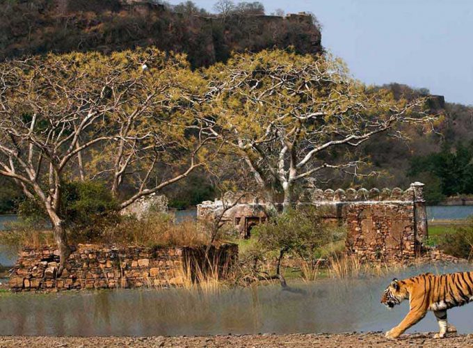  Growing and Reputed travel company in INDIA