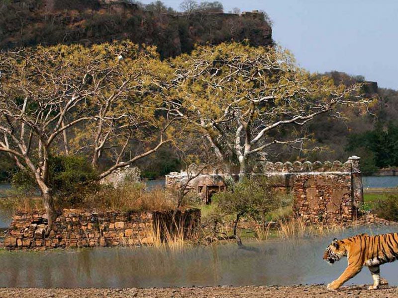  Growing and Reputed travel company in INDIA